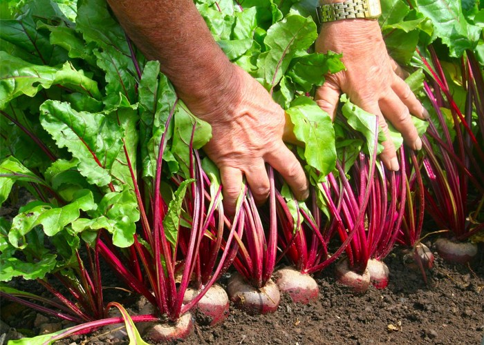 ADUBO PARA BETERRABA