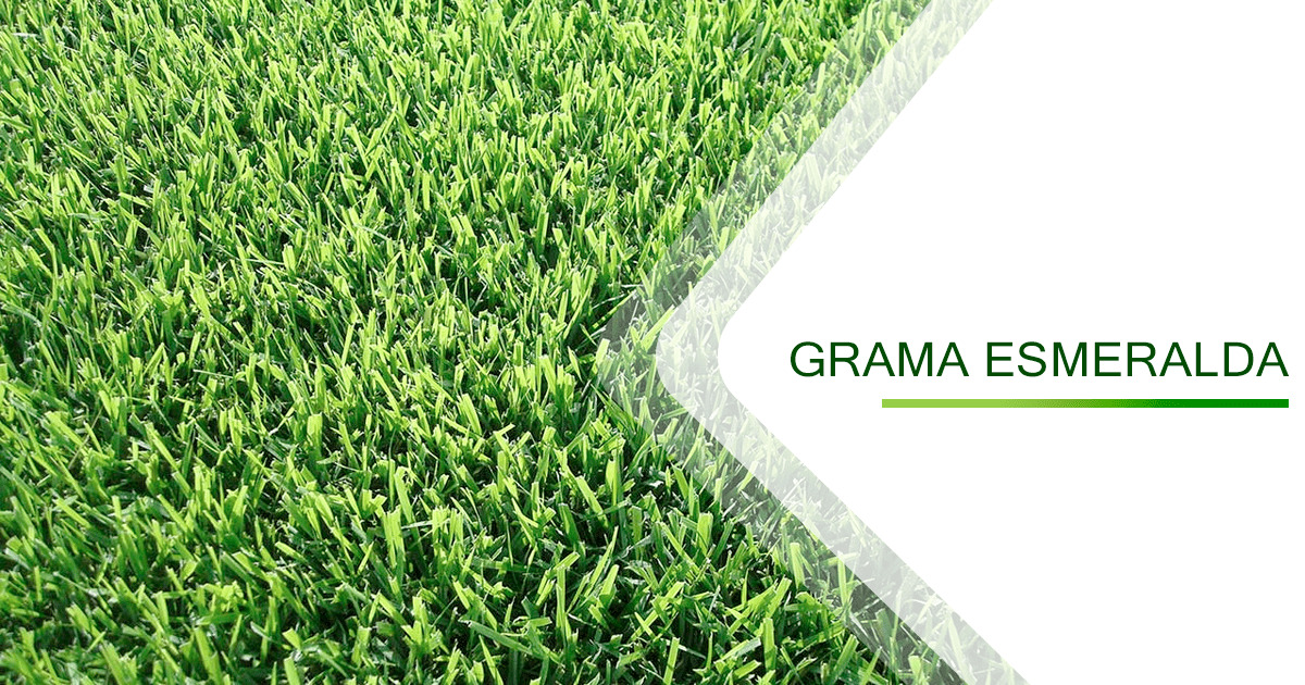 MUDAS DE GRAMA ESMERALDA