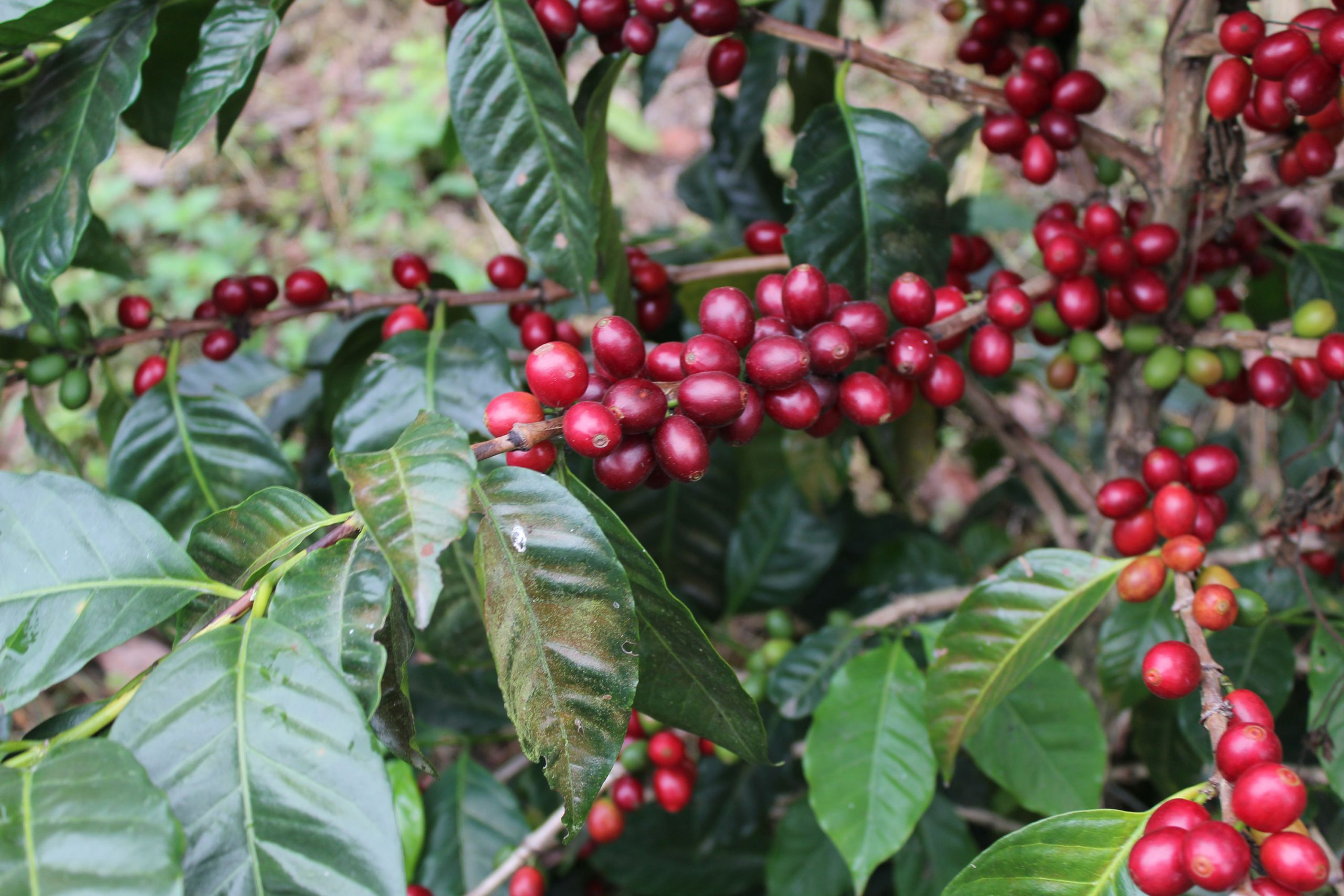 SEMENTES DE CAFÉ PACAMARA VERMELHO