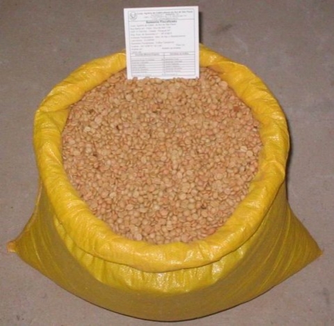 SEMENTES DE CAFÉ BOURBON AMARELO