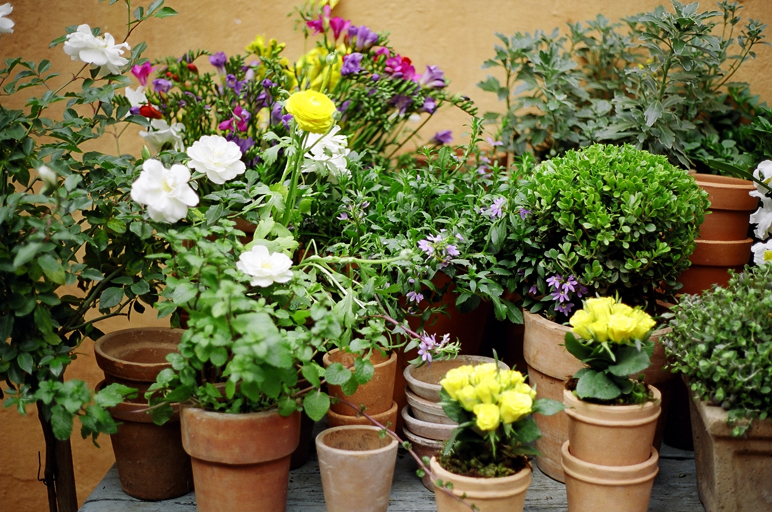 SUBSTRATO TERRA ESPECIAL PARA VASOS E FLOREIRAS
