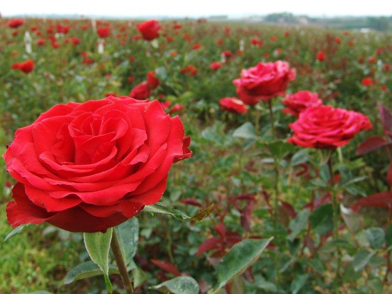FERTILIZANTE MINERAL MISTO PARA ROSAS