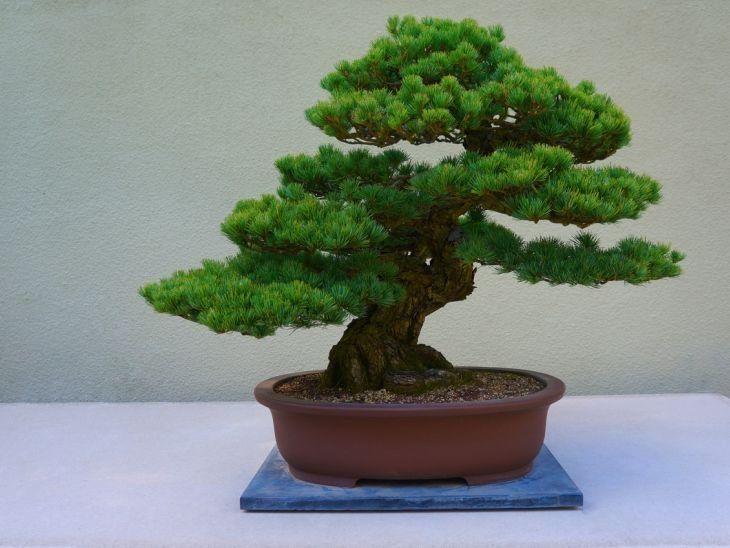 FERTILIZANTE MINERAL MISTO PARA BONSAI