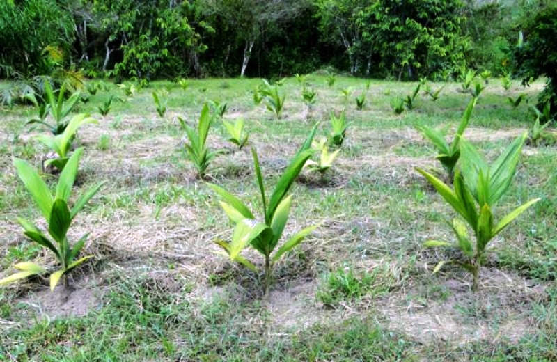 ADUBO PARA PALMITO PUPUNHA