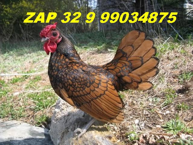 Ovos galados férteis da raça galinha sebright prata e dourado zebraite para chocar mini galinhas miniaturas