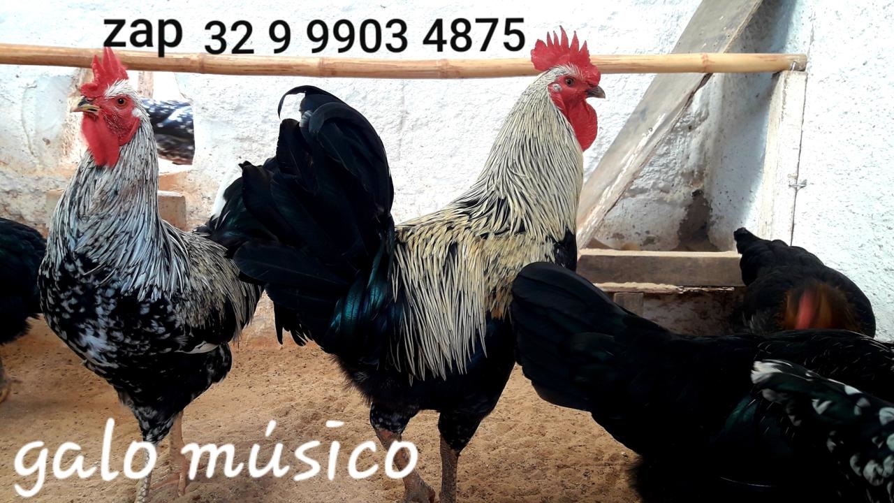 Ovos galados férteis para chocar da raça galo musico cantor canto longo. Venda de dúzia galinhas ornamentais