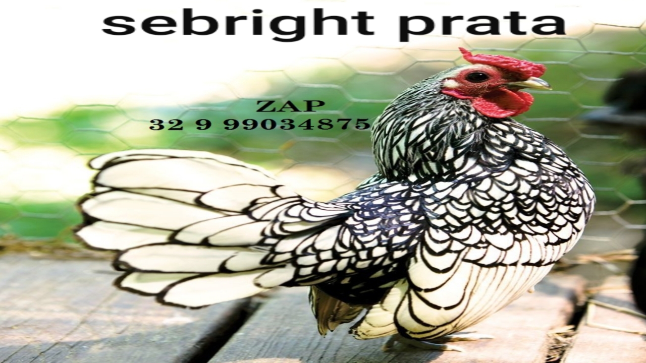 Ovos galados férteis da raça galinha sebright prata e dourado zebraite para chocar mini galinhas miniaturas