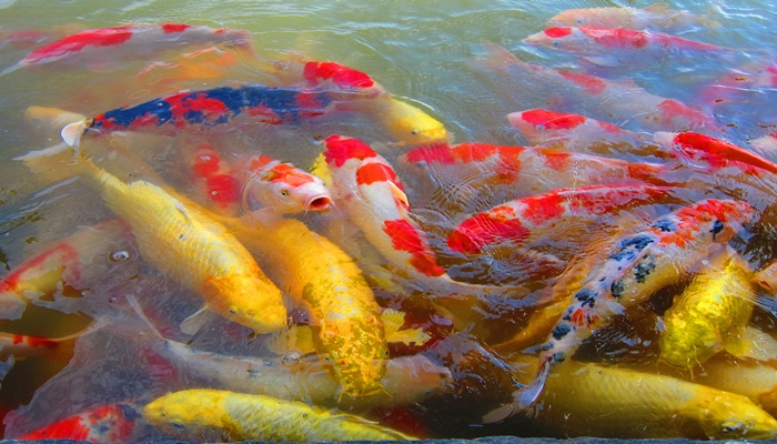 CURSO CRIAÇÃO DE CARPA COLORIDA