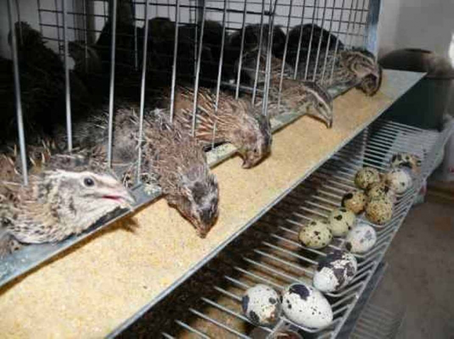 CURSO CRIAÇÃO DE CODORNAS