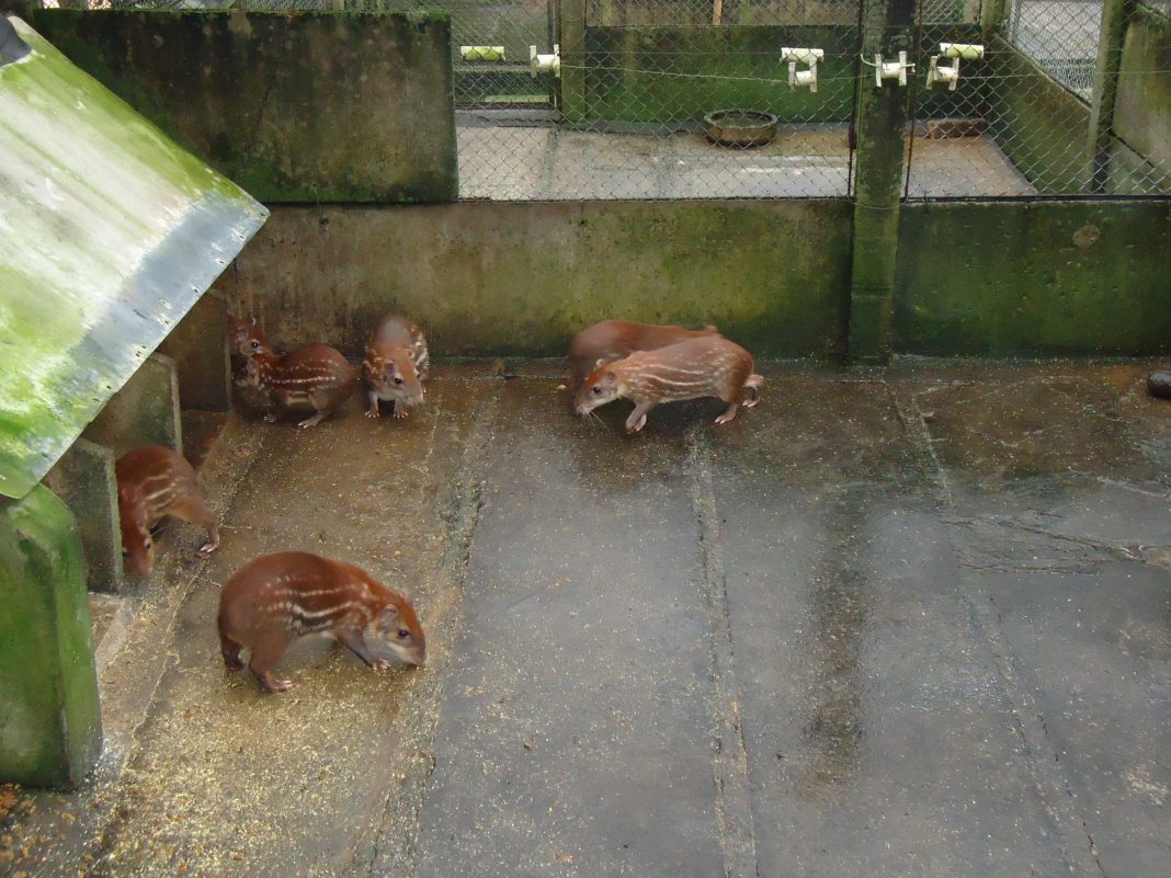 CURSO CRIAÇÃO DE PACAS