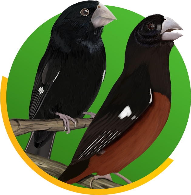 CURSO CRIAÇÃO DE CURIÓS E BICUDOS