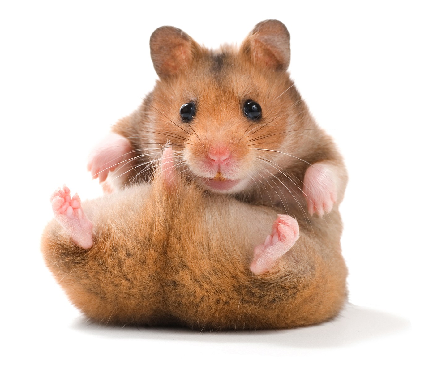 CURSO CRIAÇÃO DE HAMSTER