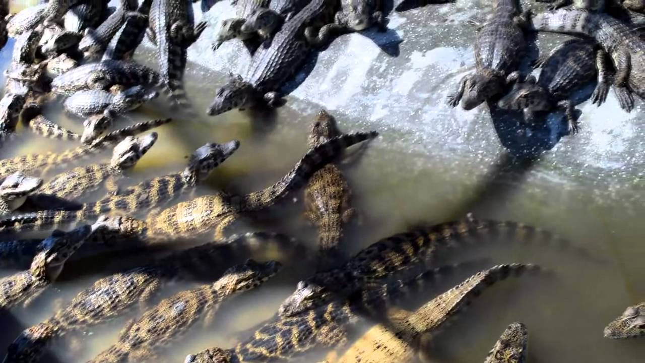 CURSO CRIAÇÃO DE JACARÉ