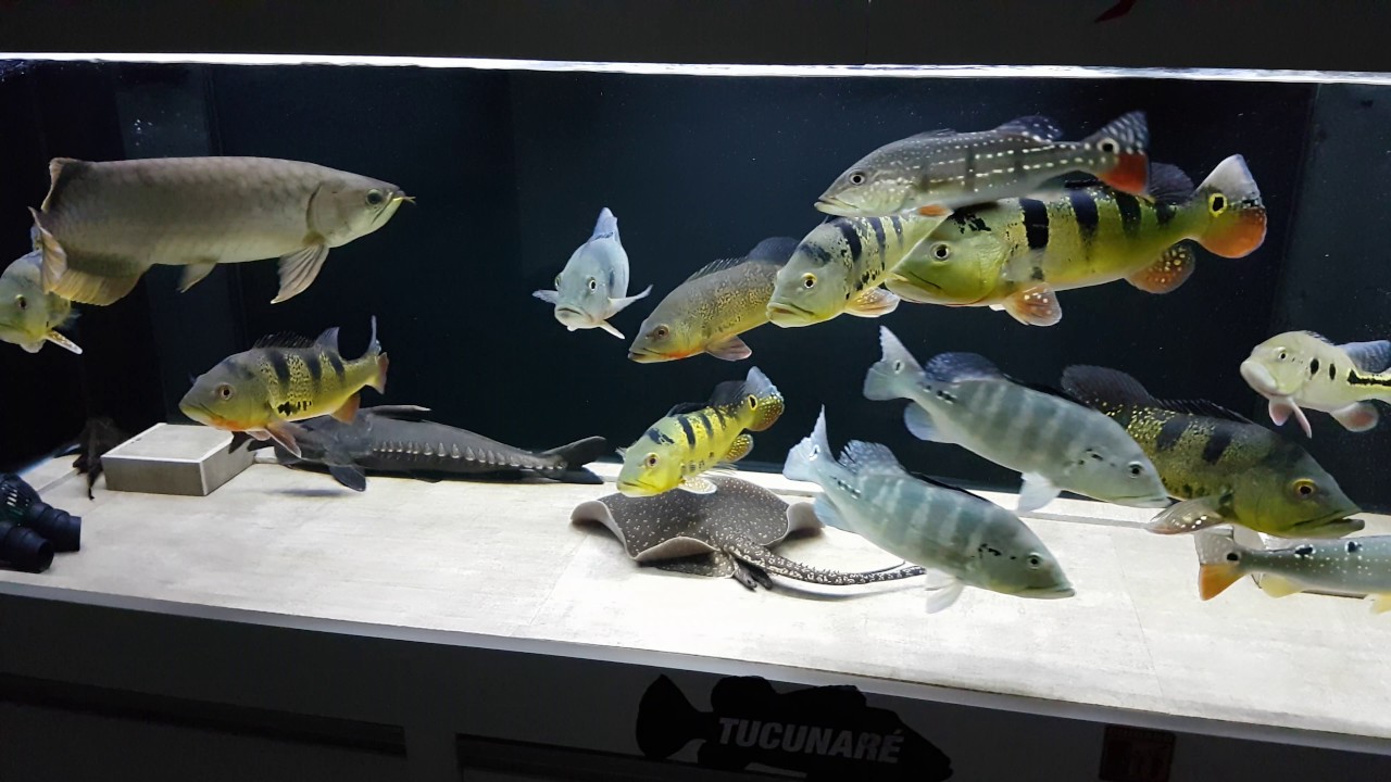 CURSO AQUARISMO JUMBO