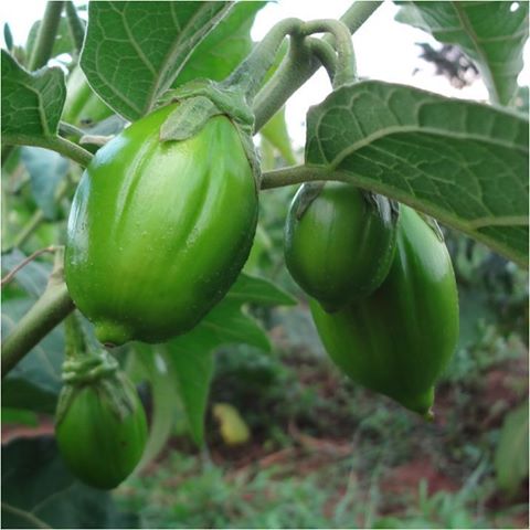 CURSO CULTIVO DE JILÓ