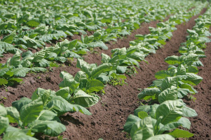 CURSO CULTIVO DE TABACO