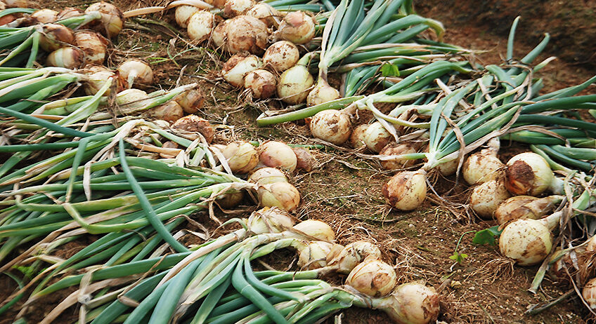 CURSO CULTIVO DE CEBOLA