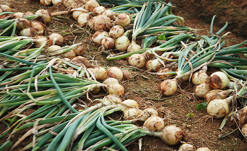 CURSO CULTIVO DE CEBOLA