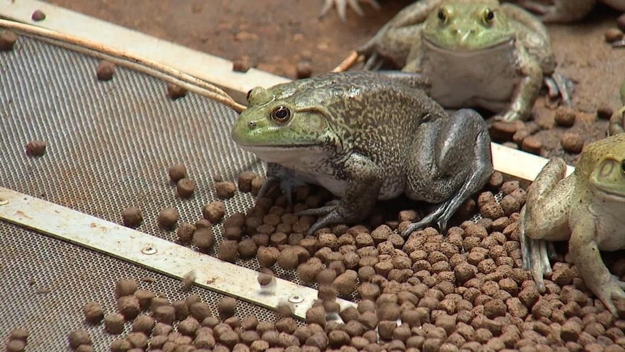 CURSO CRIAÇÃO DE RÃ