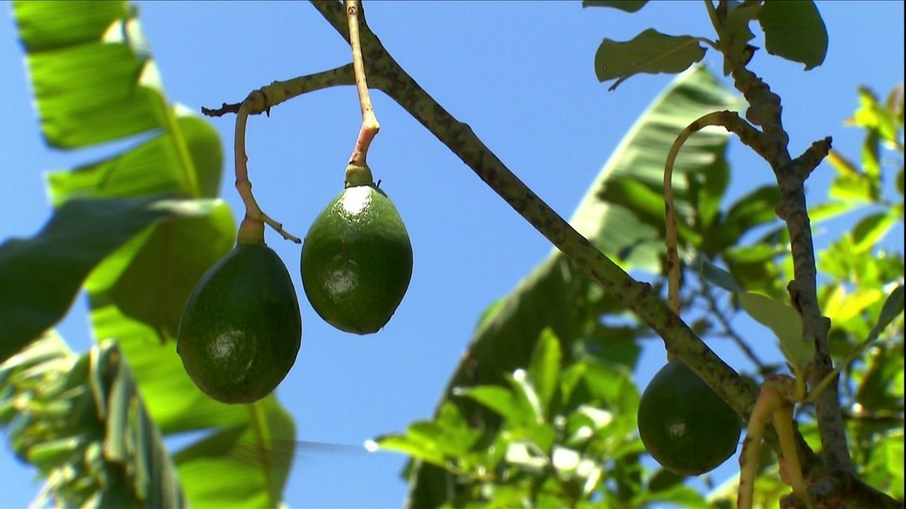 CURSO CULTIVO DE ABACATE