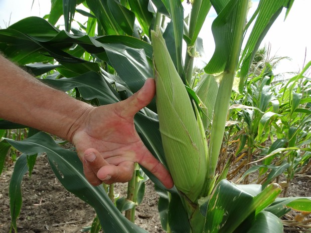 CURSO CULTIVO DE MILHO-VERDE