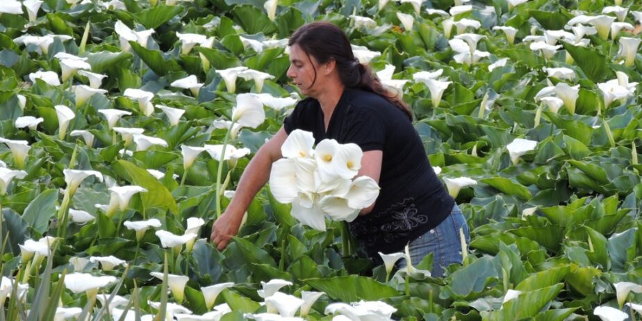 CURSO CULTIVO DE COPO DE LEITE