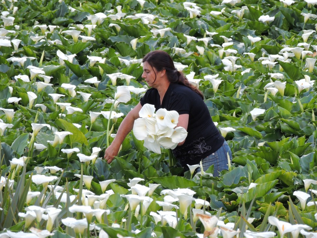 CURSO CULTIVO DE COPO DE LEITE