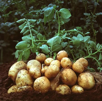 CURSO CULTIVO DE BATATA