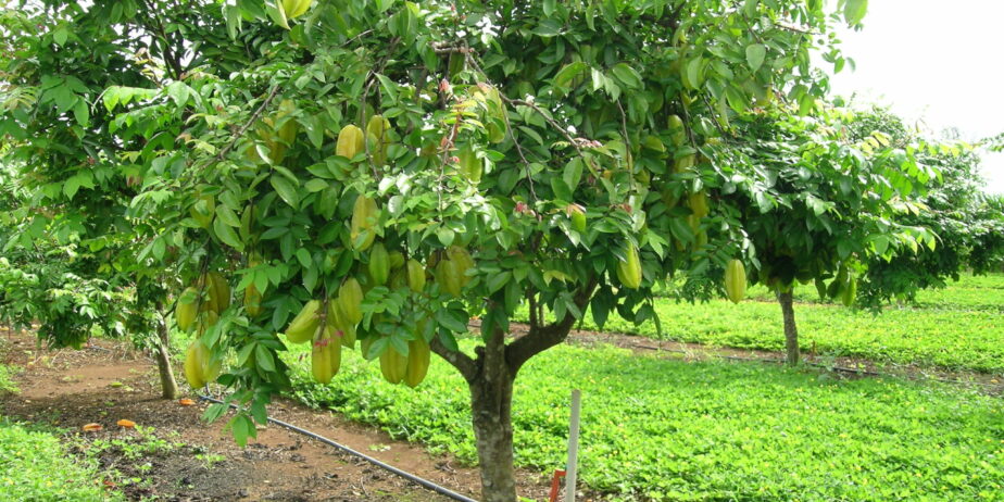 CURSO CULTIVO DE CARAMBOLA