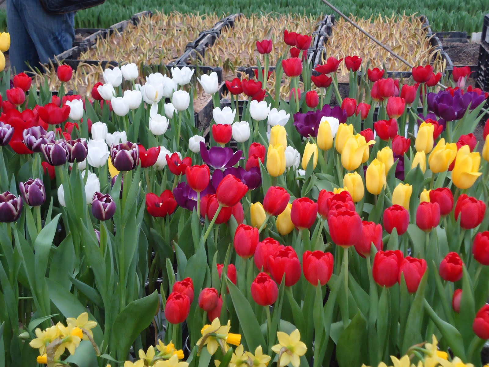 CURSO CULTIVO DE TULIPA