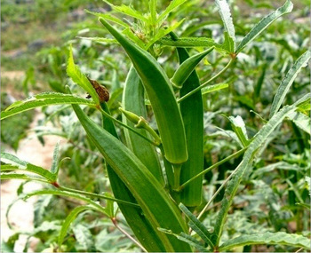 CURSO CULTIVO DE QUIABO