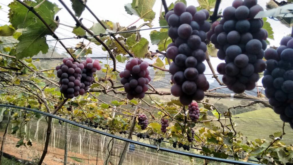 CURSO CULTIVO DE UVA