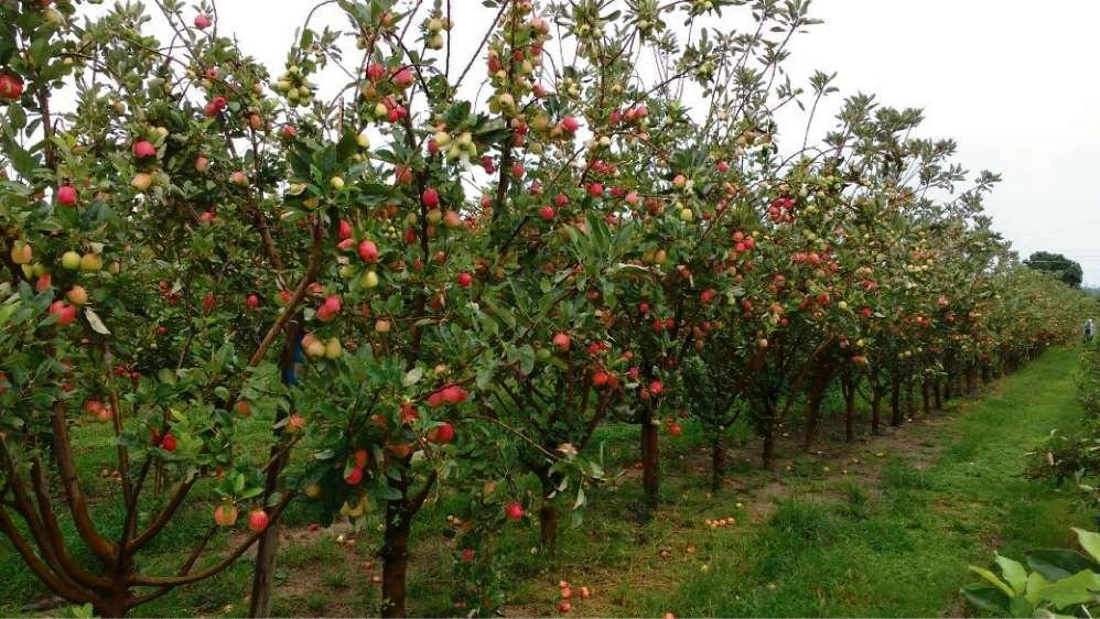 CURSO CULTIVO DE MAÇÃ