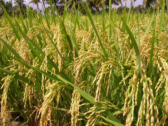 CURSO CULTIVO DE ARROZ