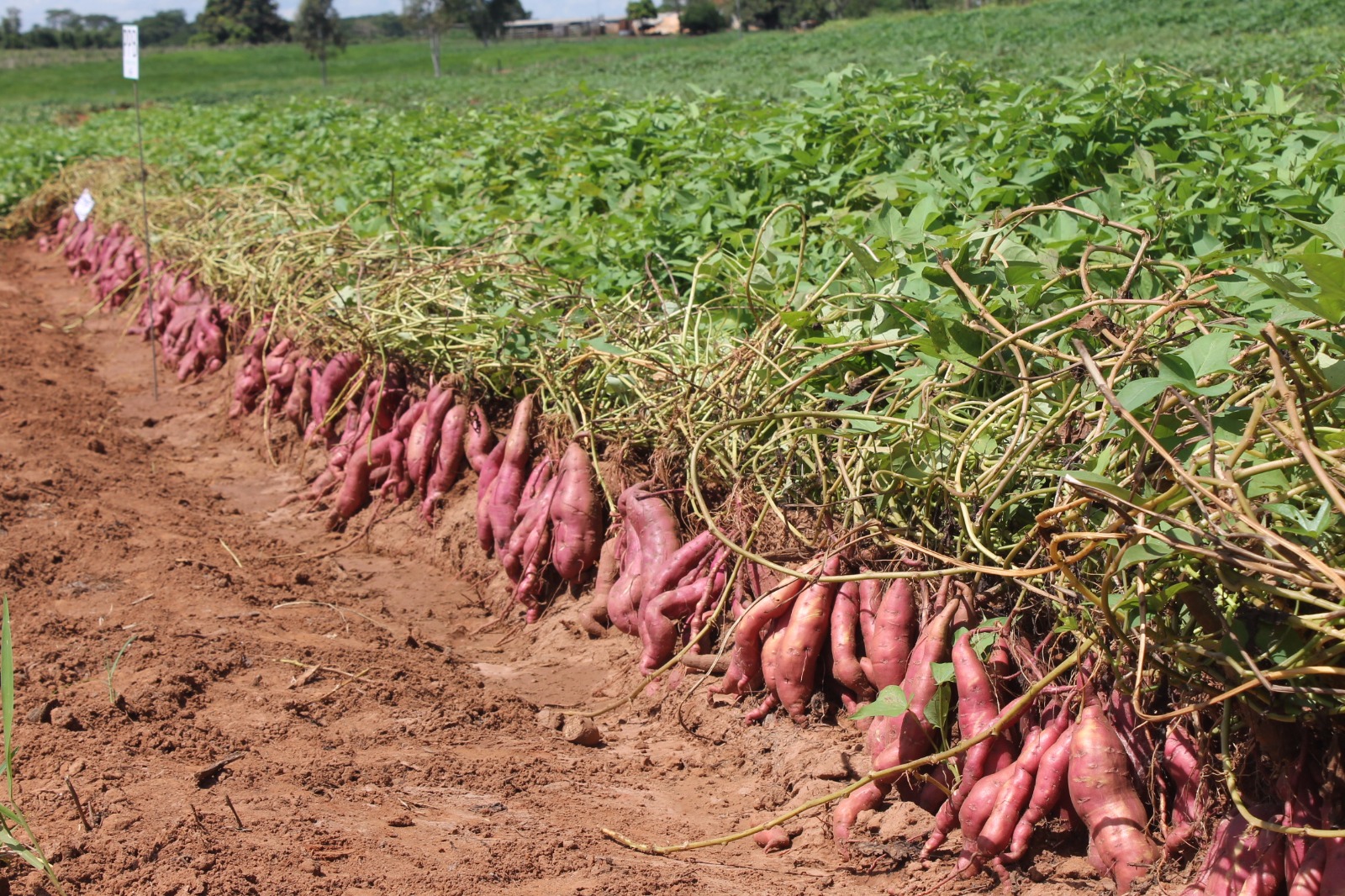 CURSO CULTIVO DE BATATA-DOCE