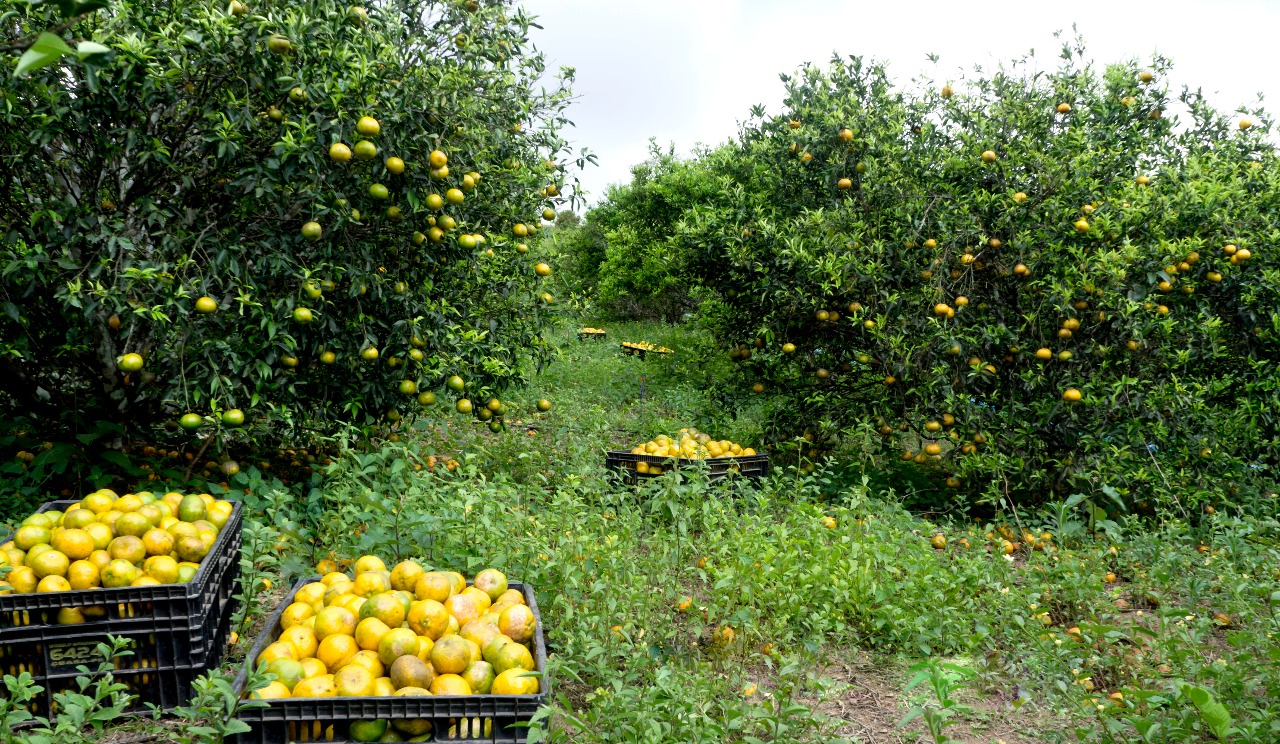 CURSO CULTIVO DE LARANJA