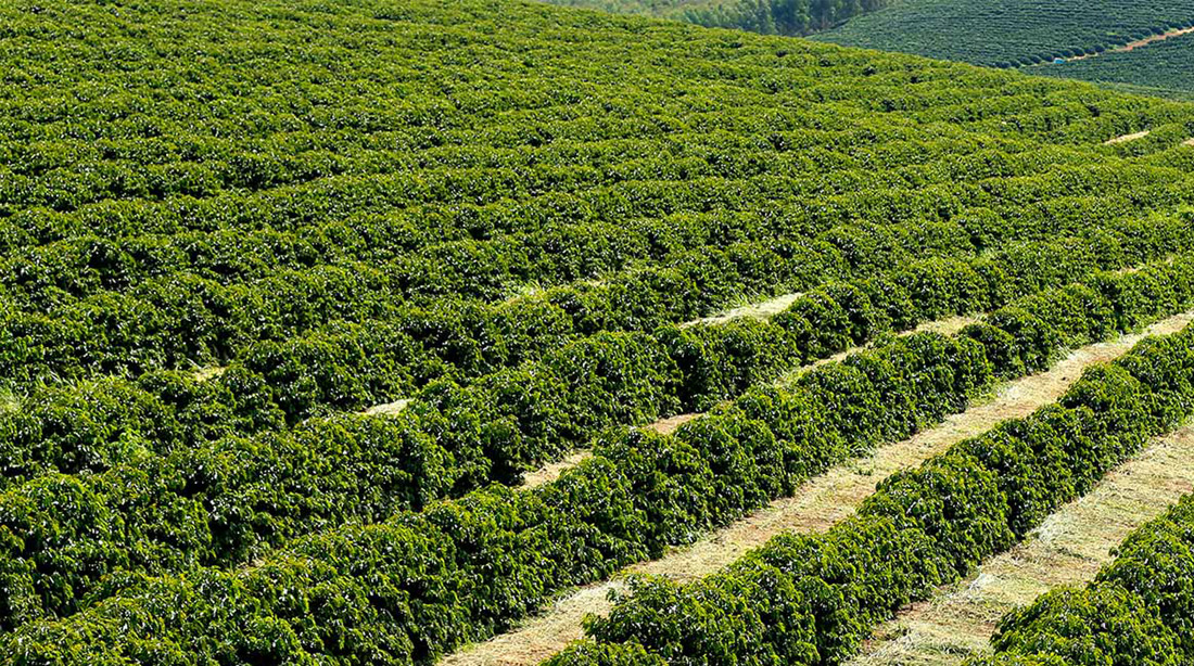 CURSO CULTIVO DE CAFÉ