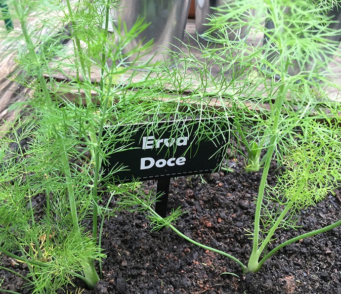 CURSO CULTIVO DE ERVA DOCE