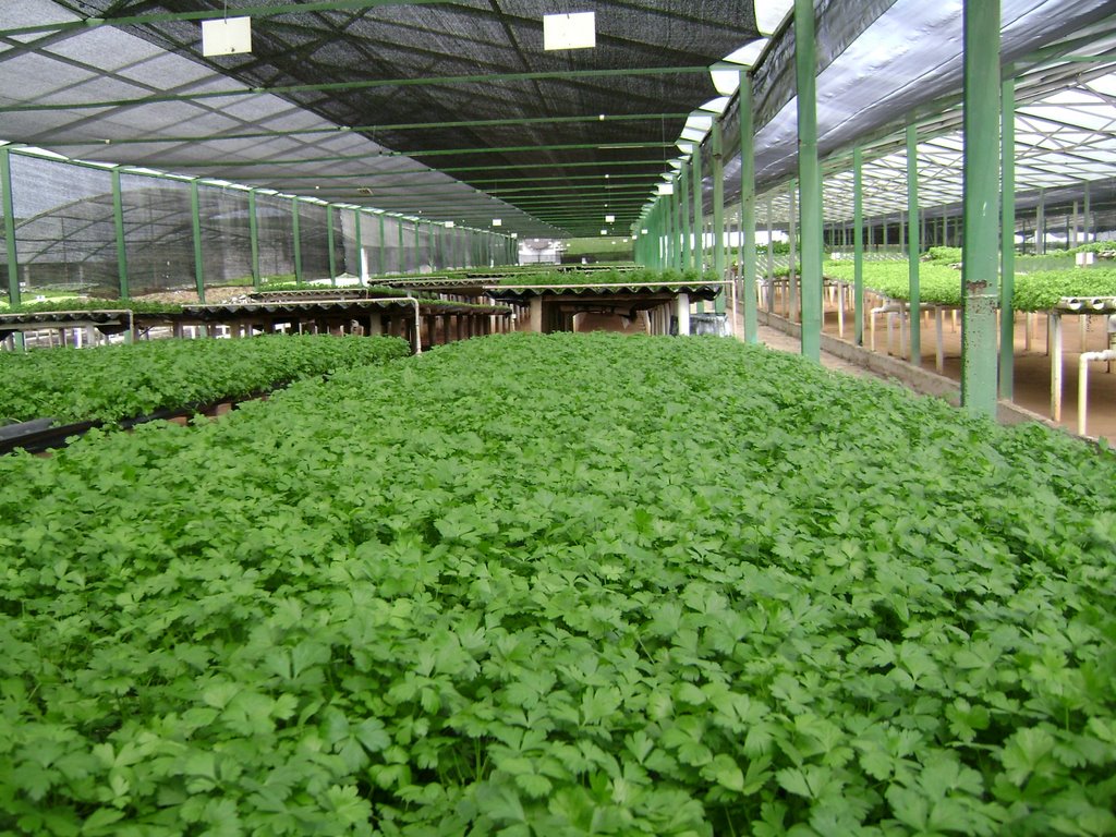 CURSO CULTIVO DE COENTRO