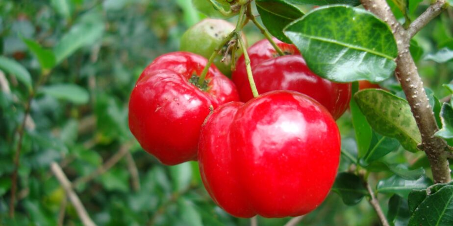 CURSO CULTIVO DE ACEROLA