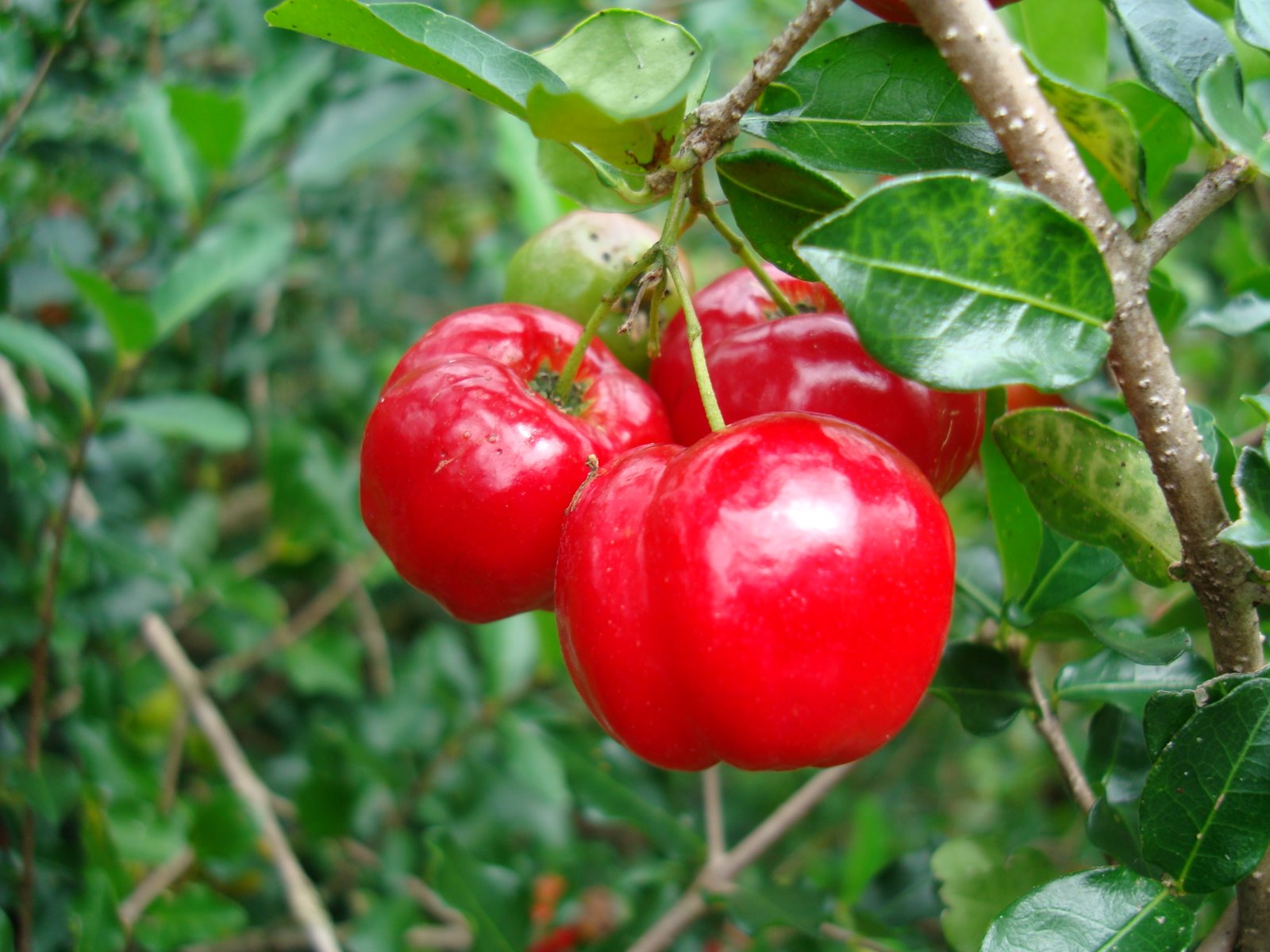 CURSO CULTIVO DE ACEROLA