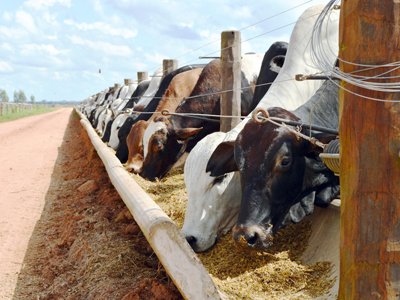 CURSO CONFINAMENTO DE BOVINOS DE CORTE