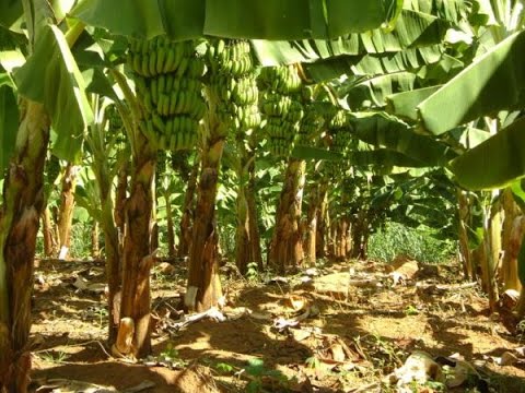 CURSO CULTIVO DE BANANA