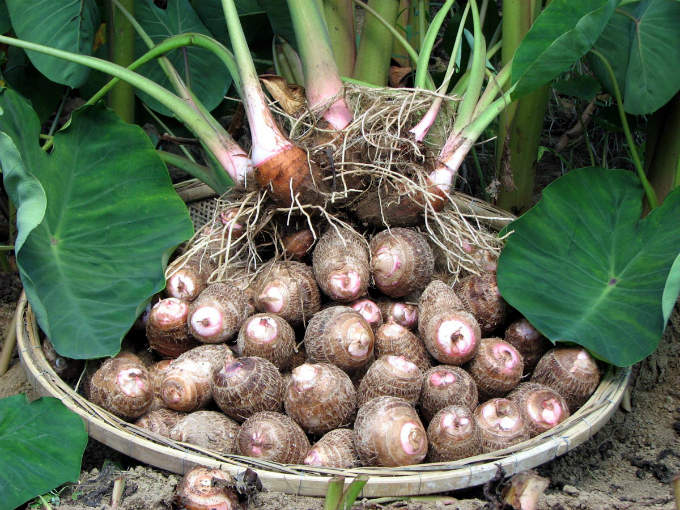 CURSO CULTIVO DE INHAME