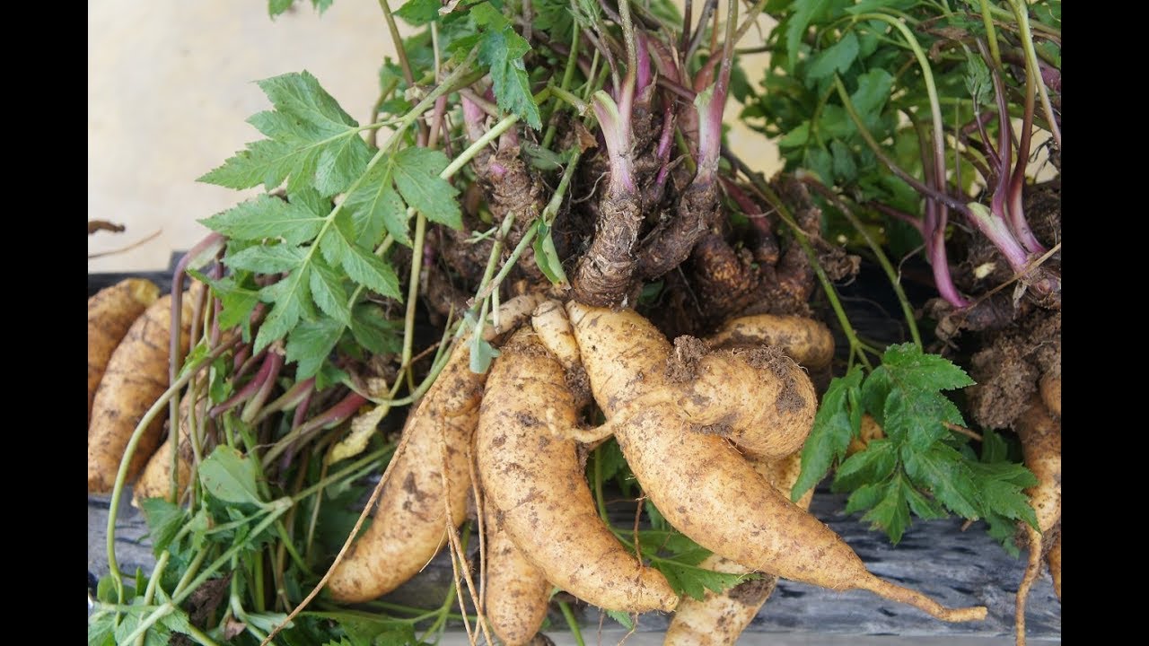 CURSO CULTIVO DE BATATA BAROA