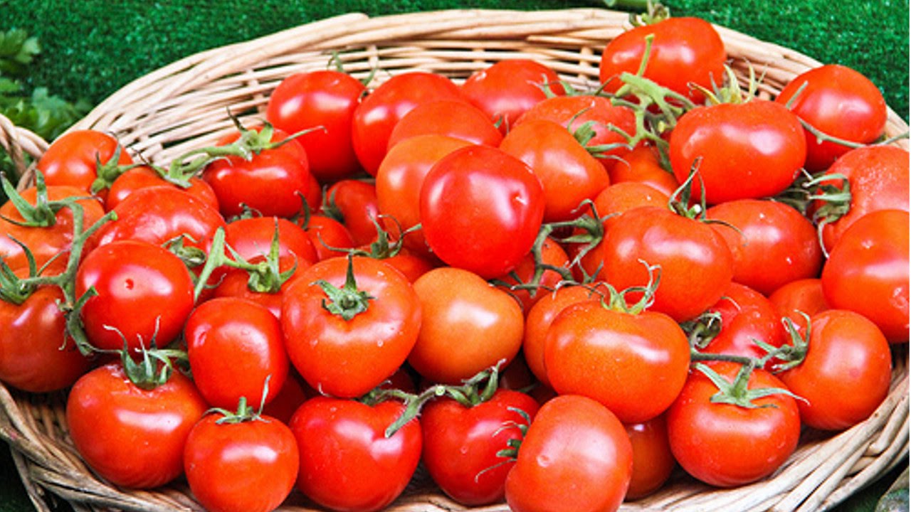 CURSO CULTIVO DE TOMATE