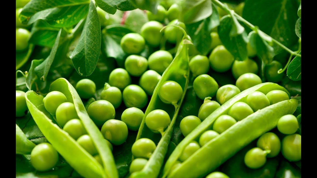 CURSO CULTIVO DE ERVILHA