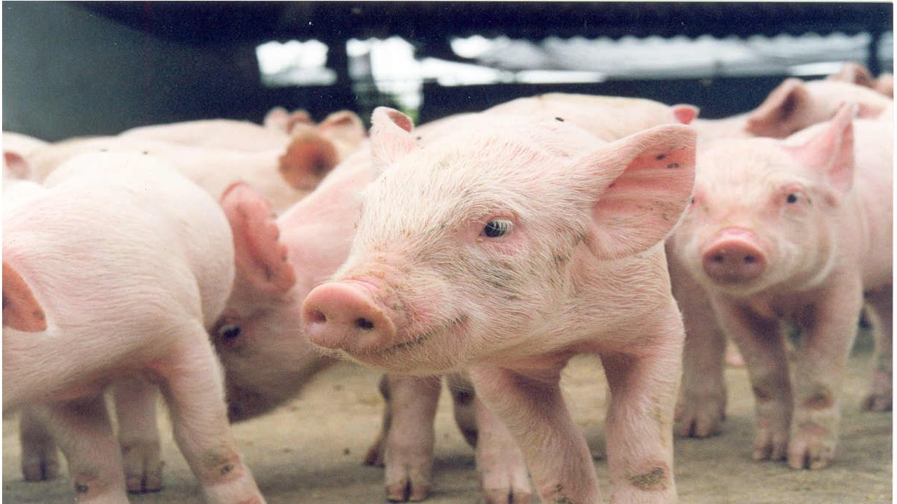 CURSO CRIAÇÃO DE SUÍNOS