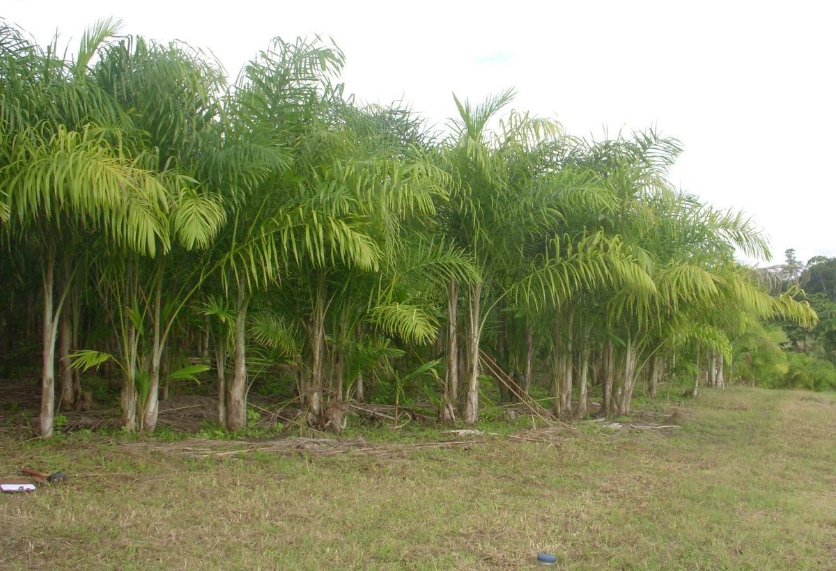 CURSO CULTIVO DE PALMITO PUPUNHA