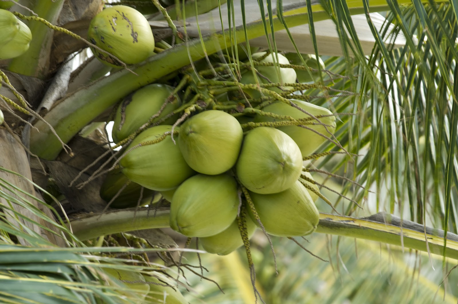 CURSO CULTIVO DE COCO